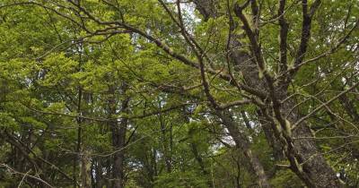 América Latina y el Caribe concentran el 23 % de los bosques del planeta / Foto: cortesía FAO
