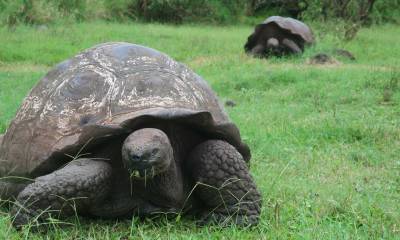Entre las donaciones figuran un sistema de autonomía eléctrico, que consta de una acometida dedicada de 110 metros desde la sala de distribución de la Dirección del Parque Nacional Galápagos (DPNG) hasta el centro de control./ Foto: cortesía