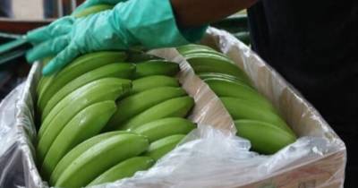 El repunte en las exportaciones también respondió a factores externos, como la menor producción bananera en Centroamérica / Foto: cortesía Banana Export