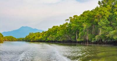 Los manglares se encuentran principalmente en las provincias costeras de Esmeraldas, Manabí, Guayas y El Oro/ Foto: cortesía