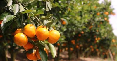 El primer envío de esta fruta fue cultivada en la provincia de Imbabura / Foto: cortesía Agrocalidad