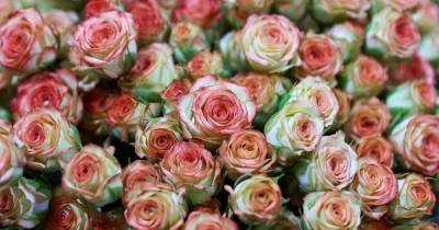 Las rosas llegaron al puerto de Shanghai el pasado 22 de agosto / Foto: EFE