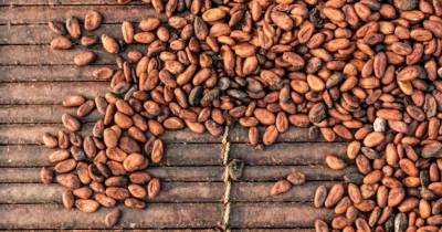 En Ecuador, uno de los principales productores de cacao fino de aroma, el sector ha experimentado un notable crecimiento / Foto: cortesía