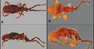 35 nuevas especies de escarabajos fueron descritas en 3 estudios recientes / Foto: cortesía MAE