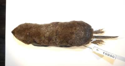 La especie llamada Cryptotis albujal, recibe su nombre en honor al doctor Luís Albuja, prestigioso mastozoólogo/ Foto: EFE