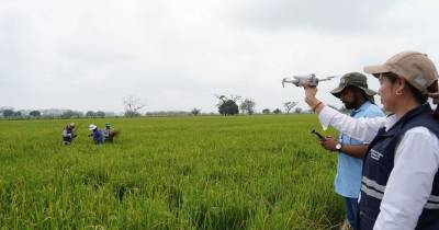 En Guayas y Los Ríos existe afectaciones a los cultivos de arroz / Foto: cortesía Agrocalidad