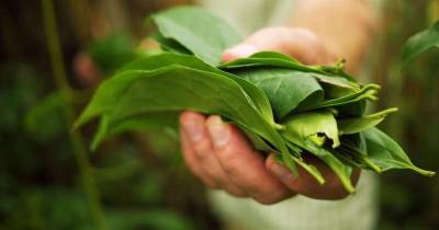 La guayusa es un árbol cuyas hojas se utilizan para infusiones energizantes / Foto: cortesía Balance Products