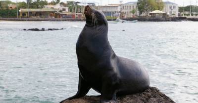 Uno de los ejemplos más destacados es el aumento de las tarifas de entrada a las Islas Galápagos / Foto: Pixabay