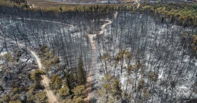 La emergencia ha dejado al menos 2.000 hectáreas quemadas / Foto: EFE