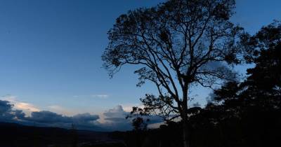 Cedros, palmeras y guayacanes son algunas de las especies de árboles que vuelven a crecer en zonas que llevaban años deforestadas / Foto: EFE