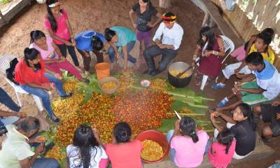 La comunidad, en especial las mujeres, participa en la clasificación y preparación de la chicha base de la chonta, que es una bebida tradicional en la región. Foto: El Universo