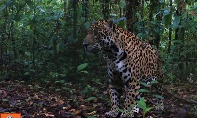 Foto: Mongabay