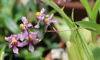 Actualmente se reconocen más de 4.450 especies de orquídeas en el territorio nacional / Foto: cortesía