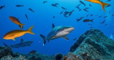 El tiburón martillo común se registró con mayor frecuencia en las áreas marinas protegidas del sur / Foto: EFE