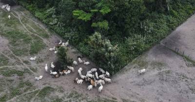 Entre enero y diciembre de 2024, la Amazonía brasileña perdió 4.183 kilómetros cuadrados de vegetación por la deforestación / Foto: EFE