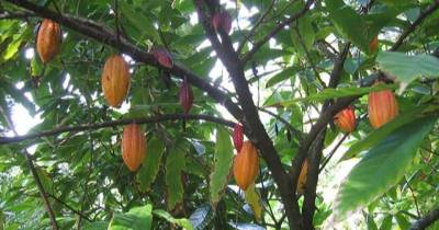En el último mes, el precio del cacao logró un repunte de 12,58 % / Foto: cortesía Ntbg
