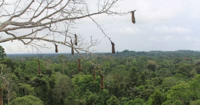 Los estudios han demostrado que la deforestación está directamente relacionada con el aumento de las denominadas enfermedades tropicales desatendidas / Foto: El Oriente