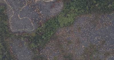 La Amazonía ha sido el bioma más afectado por la minería / Foto: EFE
