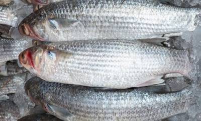 Los científicos examinaron ejemplares adquiridos en mercados de la provincia de Esmeraldas / Foto: cortesía