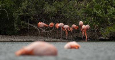 El conteo de flamingos se realizón en las lagunas del archipiélago durante el censo 2025 / Foto: cortesía MAE
