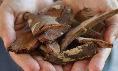 La utilizan para remedios gracias a su elevado valor nutritivo y para la producción de fertilizantes orgánicos/ Foto: cortesía