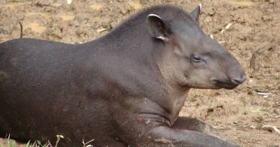 Inabio manifestó que la participación en este foro internacional permitió visibilizar el trabajo científico realizado en Ecuador / Foto: cortesía Bioweb Ecuador