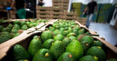 Ecuador continúa consolidando su liderazgo mundial en la producción y exportación de alimentos orgánicos / Foto: cortesía Cámara Marítima del Ecuador