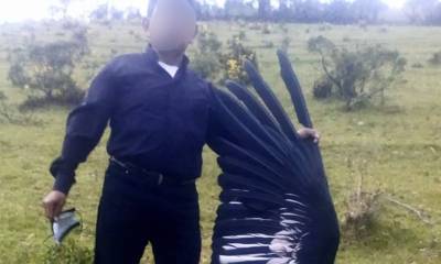 La muerte de una cóndor hembra en Imbabura es investigada / Foto: cortesía Fundación Cóndor Andino Ecuador