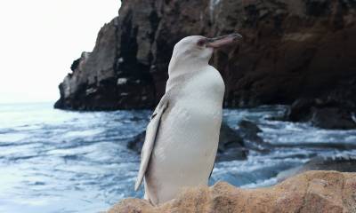 El descubrimiento lo hizo el pasado día 19 un guía naturalista local en el sitio de visita Punta Vicente Roca, en el borde costero al norte de la isla Isabela. Foto: EFE
