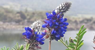 La investigación identificó diecisiete especies de abejas que visitan las flores de D. coerulea / Foto: cortesía INaturalist Ecuador