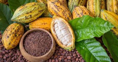 Ecuador destaca por su cacao fino de aroma que goza de alta demanda en mercados gourmet / Foto: cortesía