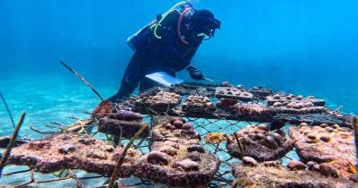 De acuerdo con la organización estadounidense sin fines de lucro Galapagos Conservancy, los corales actúan como barreras naturales contra tsunamis, olas y otros fenómenos/ Foto: cortesía EFE