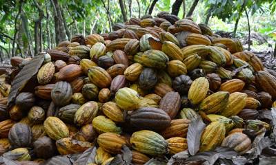 Los precios de los futuros del cacao en Nueva York se han más que duplicado en el último año/ Foto: cortesía