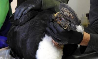 Rescatan en Imbabura a un cóndor con perdigones en el cuerpo / Foto: EFE