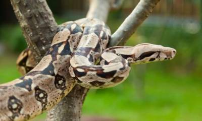 La boa es una especie vulnerable por el potencial peligro de extinción en el que se encuentra / Foto: cortesía Fiscalía General