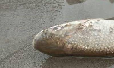 Las evidencias se analizarán en el Laboratorio Nacional de Referencia del Agua y los resultados estarían listos en los próximos 30 días / Foto: cortesía Ecuavisa