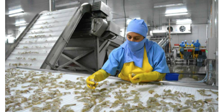 China suspende a siete procesadoras de camarón ecuatoriano