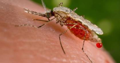 Perú y Ecuador coordinan acciones de control y prevención de la malaria 