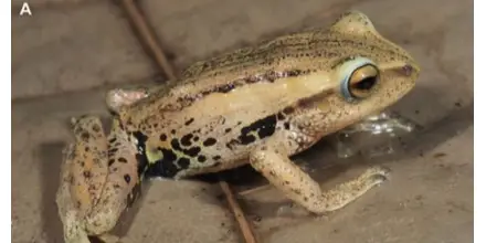 Descubren nuevas especies de ranas en los bosques de bambú del sur de Ecuador