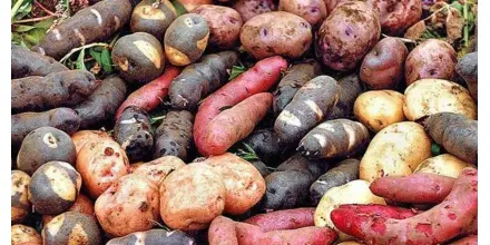 Ecuador prepara nuevas variedades de papa destinadas a la industria de chips de colores 