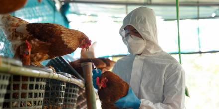 Ecuador activó protocolos de bioseguridad ante un nuevo caso de gripe aviar