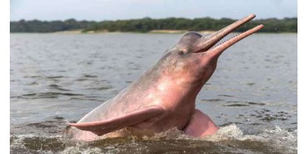 El delfín rosado vive en la cuenca amazónica de Ecuador