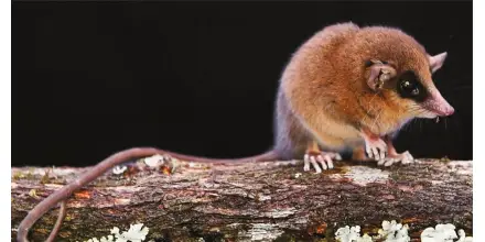 Descubren en Perú la marmosa chachapoya, una nueva especie de marsupial altoandino 