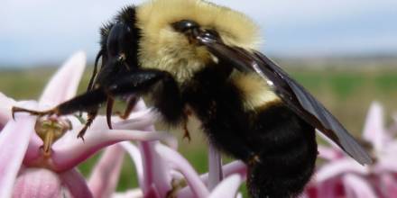 Trece especies de abejorros registradas en Ecuador