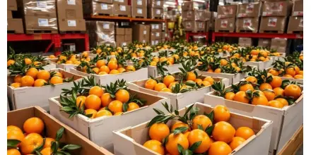 Ecuador refuerza presencia en bananas y mandarinas en Uzbekistán