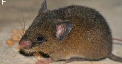 Nueva especie de roedor fue descrita en Napo