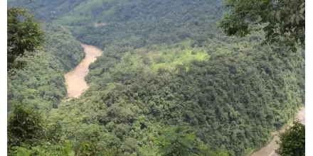 Hallan nueva especie vegetal en la Amazonía ecuatoriana