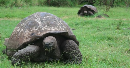 Las tortugas gigantes de Galápagos, afectadas por el plástico