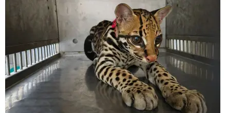 Autoridades retienen un ocelote mantenido en cautiverio ilegal en El Coca