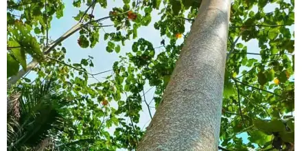 Madera de balsa abre nueva posibilidad energética 